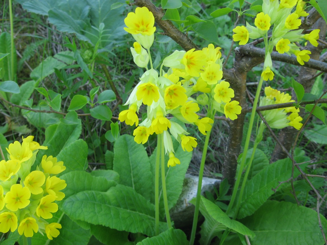 Image of Primula macrocalyx specimen.