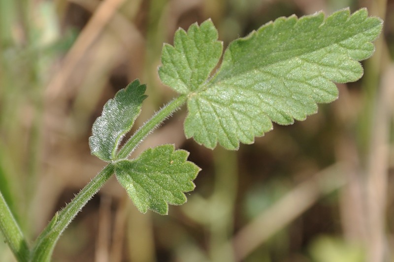 Image of Tordylium officinale specimen.