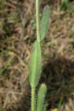 genus Camelina