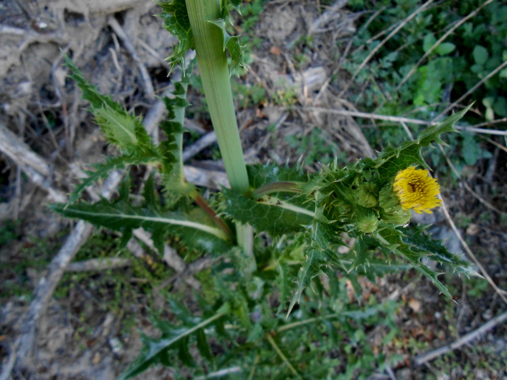 Изображение особи Sonchus oleraceus.