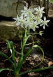 Ornithogalum oreoides