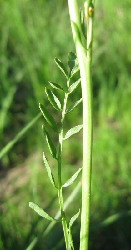 Image of genus Cardamine specimen.