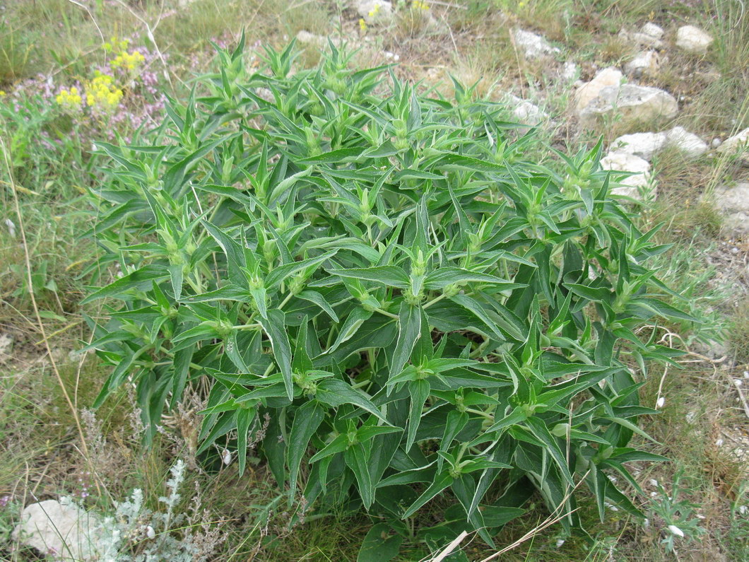 Image of Phlomis pungens specimen.