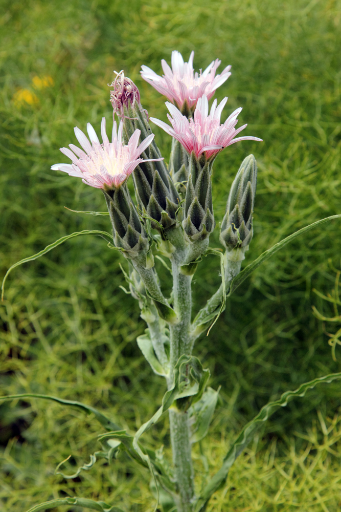 Image of Scorzonera tragopogonoides specimen.