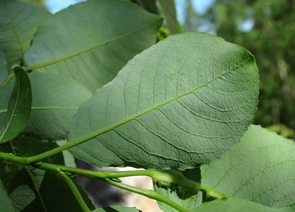 Изображение особи Salix jenisseensis.