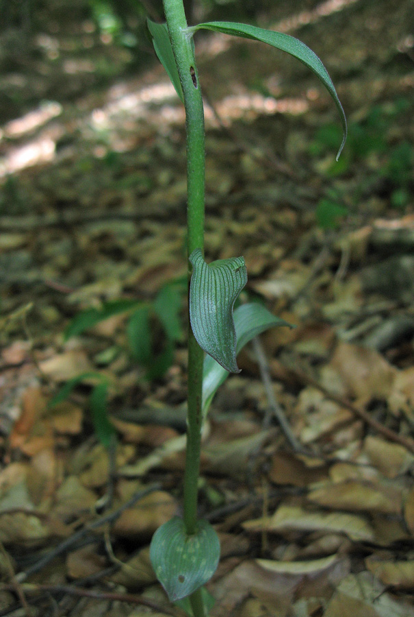 Image of Epipactis krymmontana specimen.