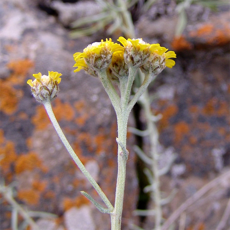 Image of Achillea vermicularis specimen.