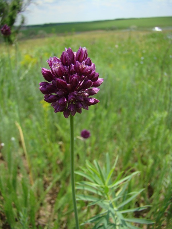 Image of Allium rotundum specimen.