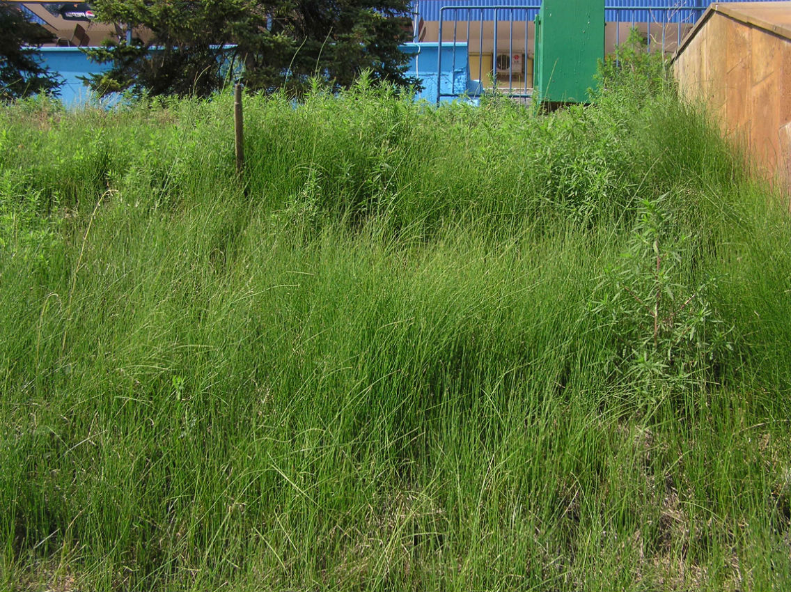 Image of Equisetum ramosissimum specimen.