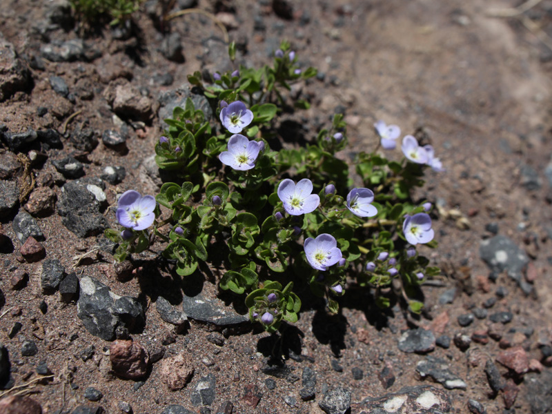 Image of Veronica glareosa specimen.