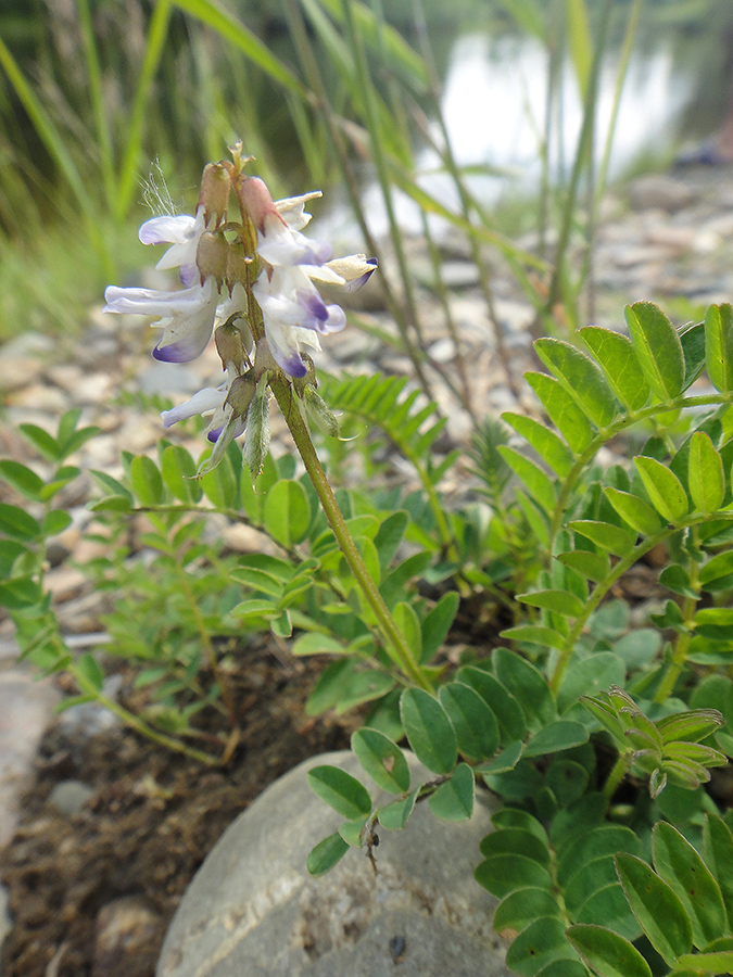 Image of Astragalus alpinus specimen.