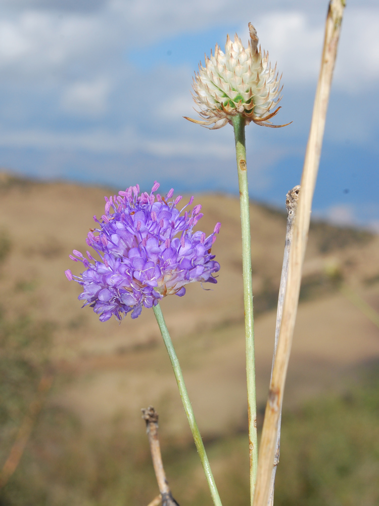 Image of Dipsacus dipsacoides specimen.