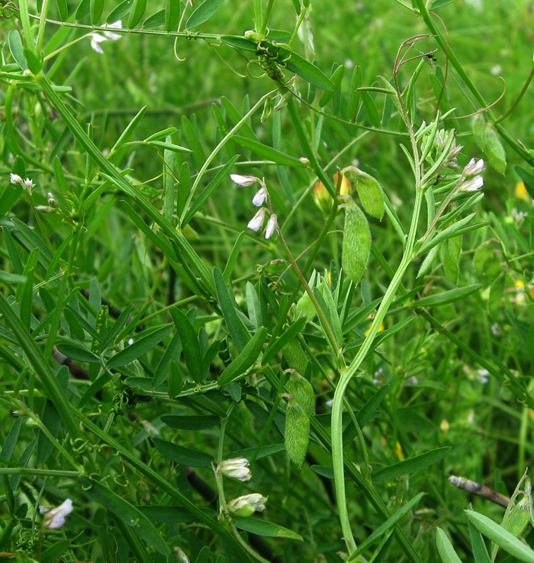 Image of Vicia hirsuta specimen.