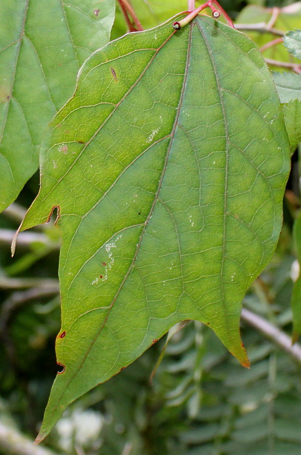 Image of Alangium chinense specimen.