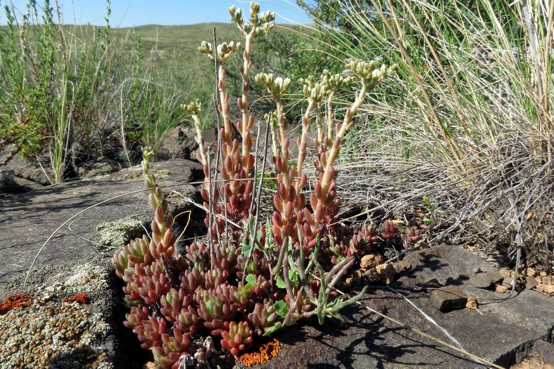 Изображение особи Sedum alberti.