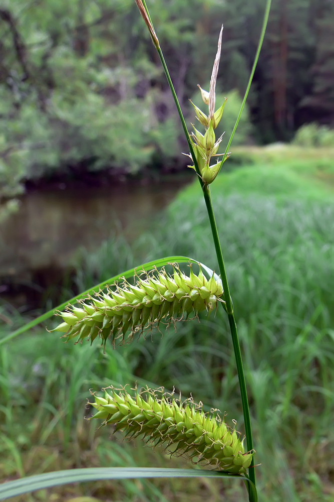 Image of Carex vesicaria specimen.