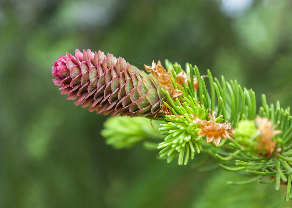 Image of Picea abies specimen.