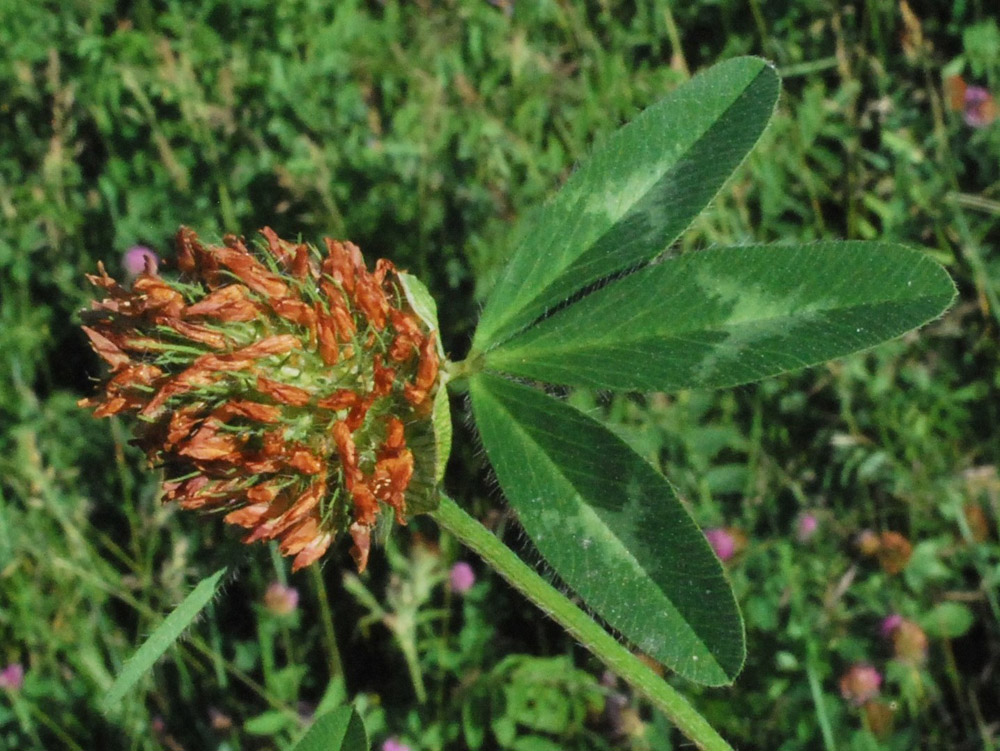 Изображение особи Trifolium pratense.