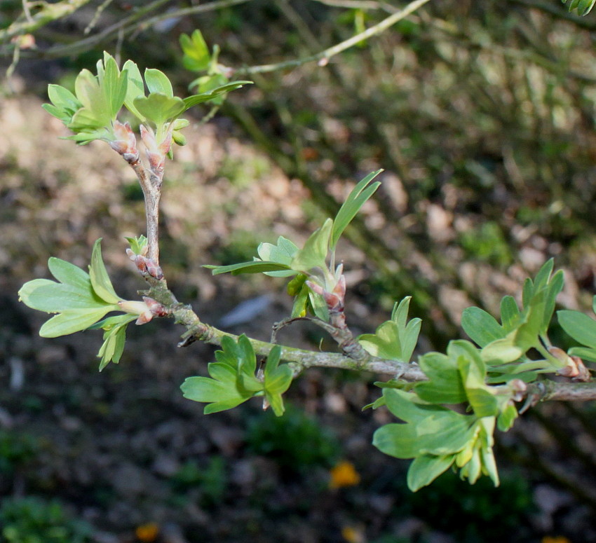 Изображение особи Ribes aureum.