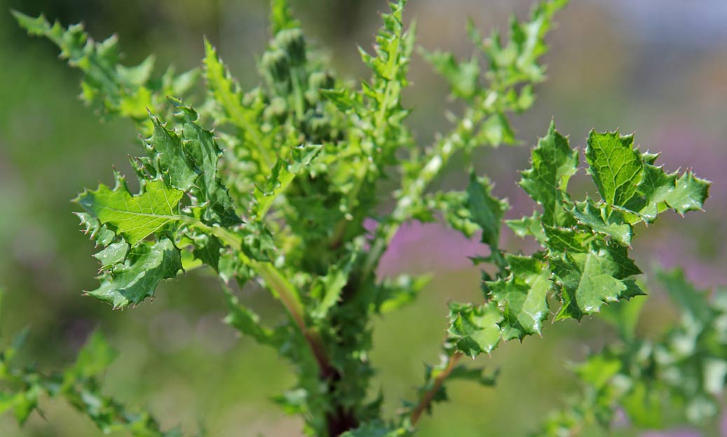 Изображение особи Sonchus oleraceus.