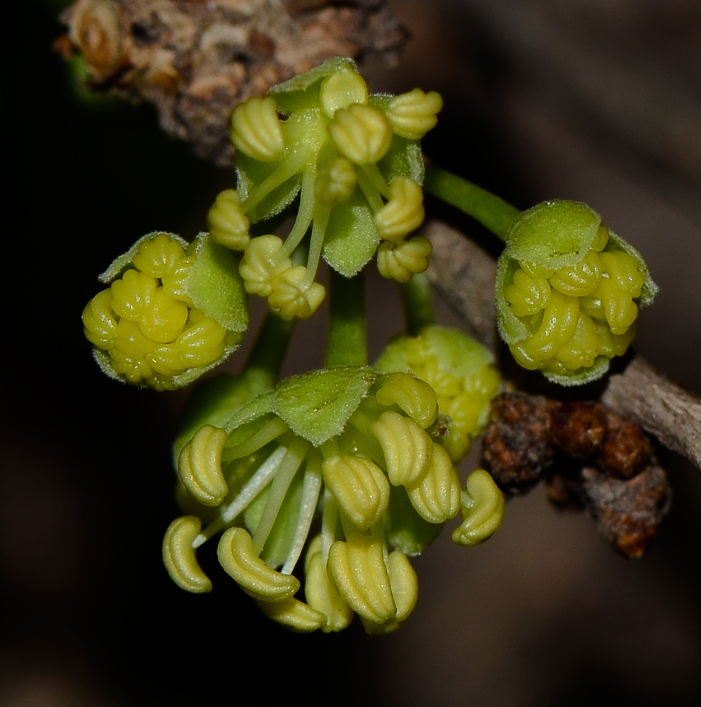 Image of Dovyalis caffra specimen.