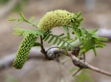 Prosopis alba. Веточка с соцветиями. Израиль, впадина Мёртвого моря, Эйн-Геди, край ботсада. 17.03.2014.