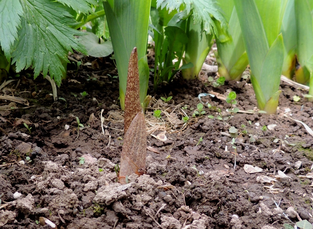 Image of Arisaema sachalinense specimen.