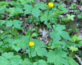 Ranunculus cappadocicus