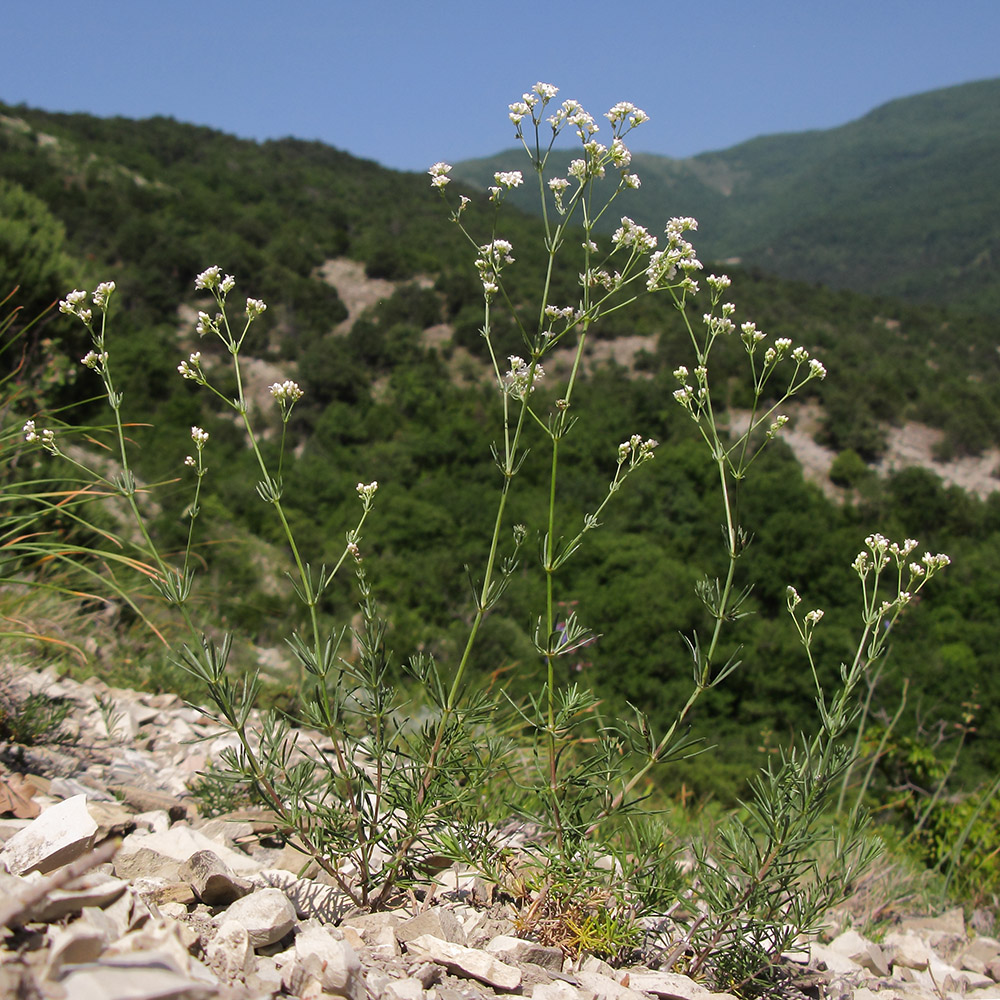 Изображение особи Galium biebersteinii.