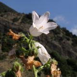 Campanula komarovii. Верхняя часть соцветия (белоцветковая форма). Краснодарский край, м/о Анапа, окр. пос. Бол. Утриш, обрывисто-осыпной береговой склон. 24.05.2014.