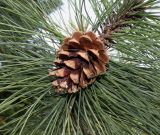 Pinus ponderosa. Побег с шишкой. Германия, г. Дюссельдорф, Ботанический сад университета. 04.05.2014.