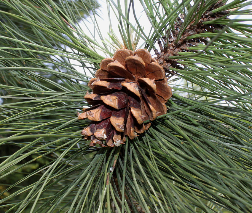 Image of Pinus ponderosa specimen.