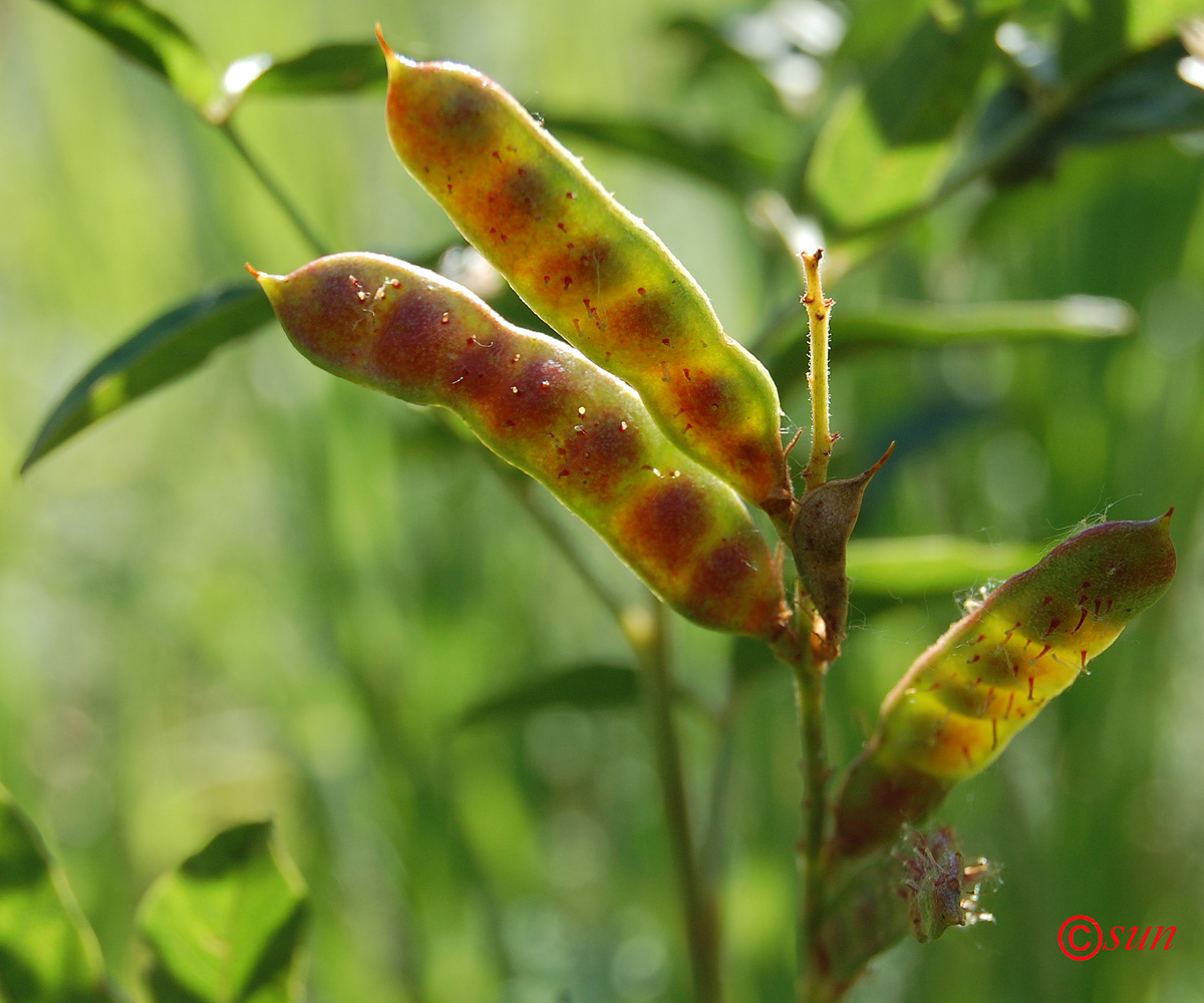 Изображение особи Glycyrrhiza glabra.