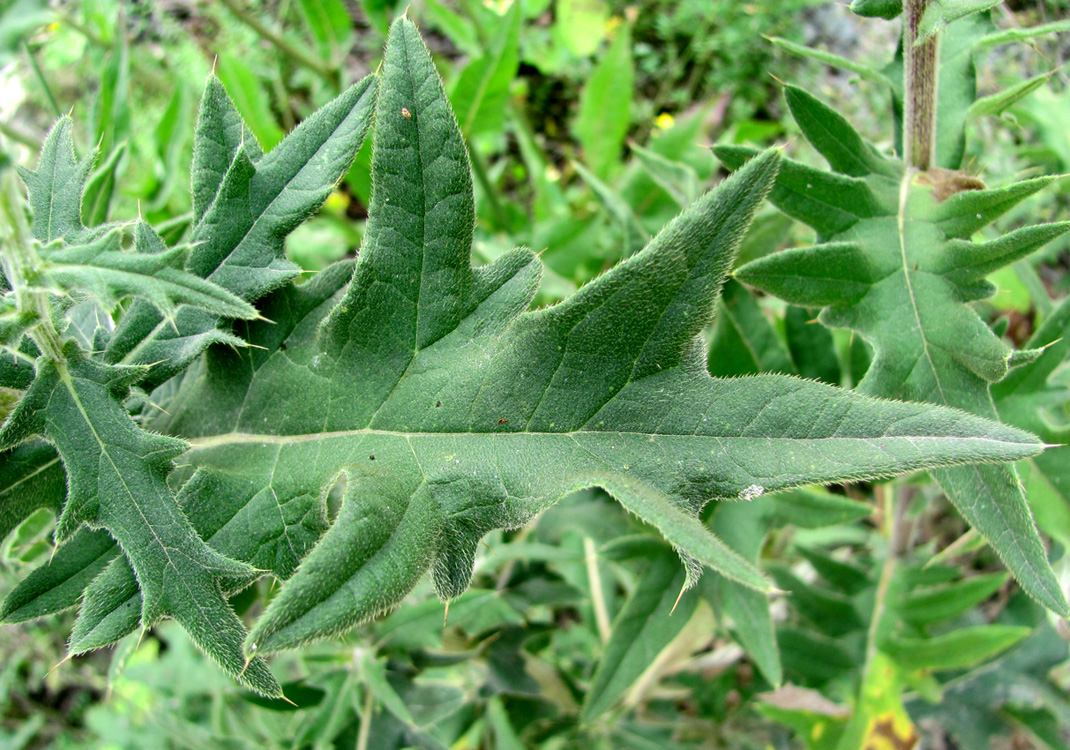 Изображение особи Cirsium euxinum.