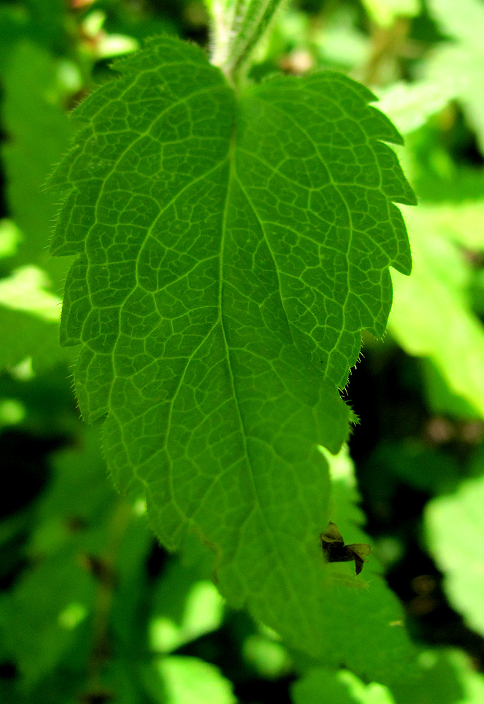 Image of Veronica magna specimen.