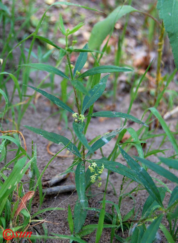 Image of genus Rubia specimen.