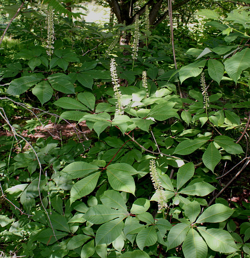 Изображение особи Aesculus parviflora.