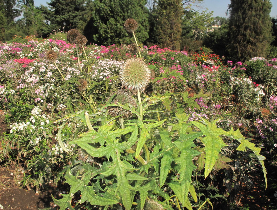 Image of genus Echinops specimen.