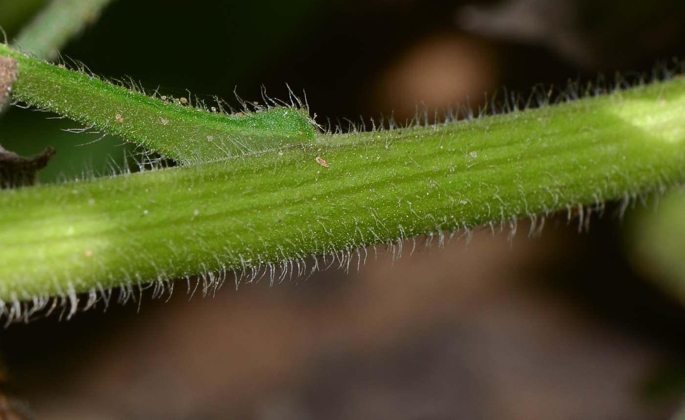 Image of Heterotheca subaxillaris specimen.