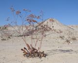 Limonium scoparium. Плодоносящее растение. Краснодарский край, окр. г. Крымск, грязевой вулкан Шуго. 11.10.2014.