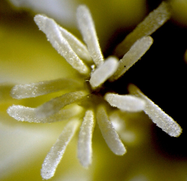 Image of Clematis brevicaudata specimen.