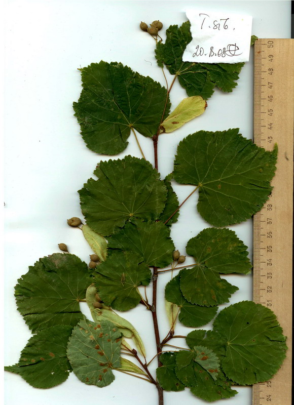 Image of Tilia sibirica specimen.