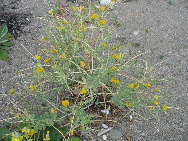 Image of Glaucium flavum specimen.