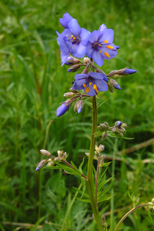 Изображение особи Polemonium caeruleum.