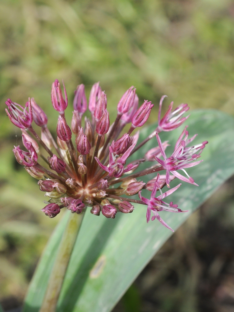 Image of Allium nevskianum specimen.