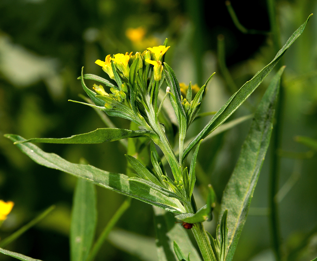 Image of Erysimum cheiranthoides specimen.