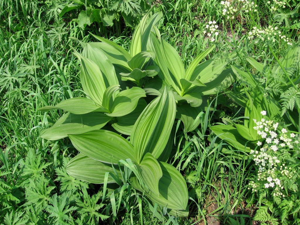 Изображение особи Veratrum lobelianum.