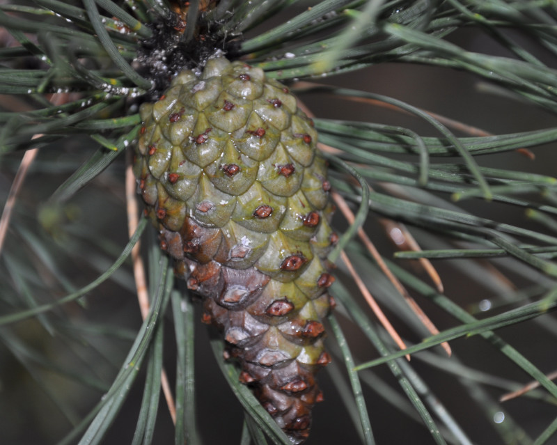 Изображение особи Pinus pallasiana.