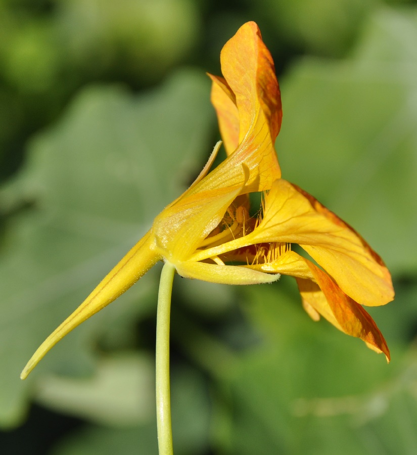 Image of Tropaeolum majus specimen.