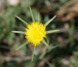 Tragopogon capitatus